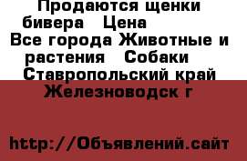 Продаются щенки бивера › Цена ­ 25 000 - Все города Животные и растения » Собаки   . Ставропольский край,Железноводск г.